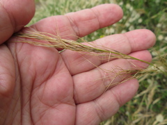 Austrostipa semibarbata