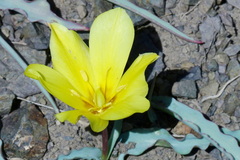 Tulipa