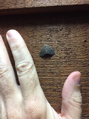 Austrocidaria parora