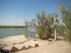 Haloxylon