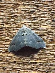 Austrocidaria parora