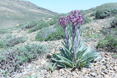 Dvorakia alyssifolia