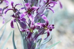 Dvorakia alyssifolia