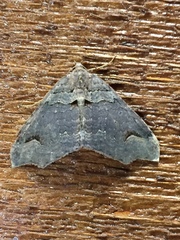 Austrocidaria parora