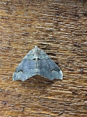 Austrocidaria parora