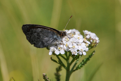 Erebia tyndarus