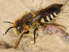 Coelioxys rufescens