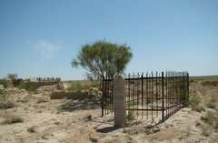 Haloxylon