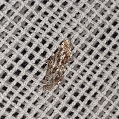 Diasemiopsis ramburialis