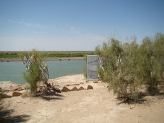 Haloxylon
