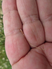 Austrostipa semibarbata