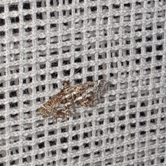 Diasemiopsis ramburialis