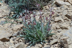 Matthiola farinosa