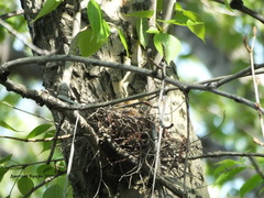 Coccothraustes coccothraustes