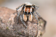 Maratus plumosus