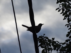 Turdus merula