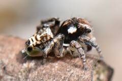 Maratus plumosus