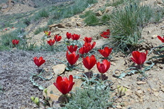 Tulipa