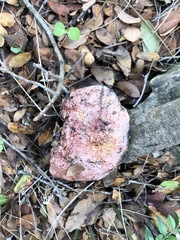 Rubroboletus pulchrotinctus