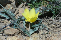 Tulipa