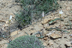 Tulipa biflora sensu lato