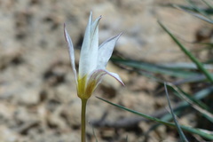 Tulipa biflora sensu lato