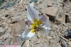 Tulipa biflora sensu lato