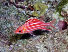 Sargocentron microstoma