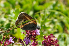 Coenonympha gardetta