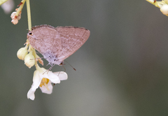 Catopyrops florinda