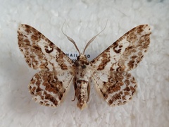 Cleora determinata