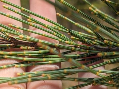 Allocasuarina distyla