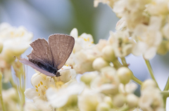 Catopyrops florinda