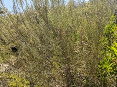 Allocasuarina distyla
