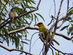 Oriolus chinensis diffusus