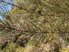 Allocasuarina distyla