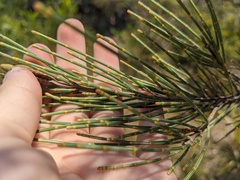 Allocasuarina distyla