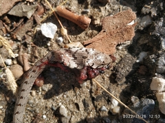 Pseudopus apodus thracius