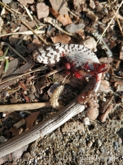 Pseudopus apodus thracius