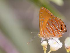 Hypochrysops apelles