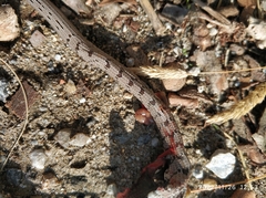 Pseudopus apodus thracius