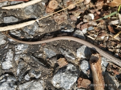 Pseudopus apodus thracius