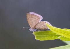Catopyrops florinda