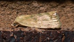 Earias huegeliana