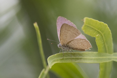 Catopyrops florinda