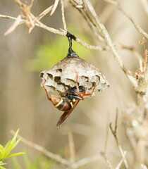 Polistes humilis humilis