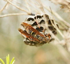 Polistes humilis humilis