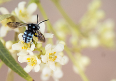 Thyreus caeruleopunctatus