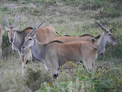 Tragelaphus oryx pattersonianus