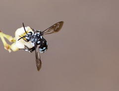 Thyreus caeruleopunctatus